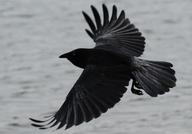 crow